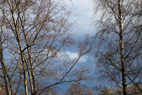 tree  birch  hanging