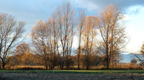 tree  landscape  nature