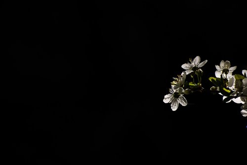 tree  bloom  branch