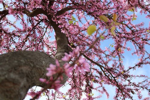 tree  flowers  detail