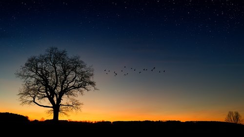 tree  evening sky  birds