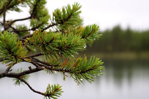 tree  lake  nature