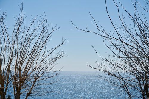 tree  branches  sky