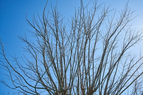 tree  branches  sky