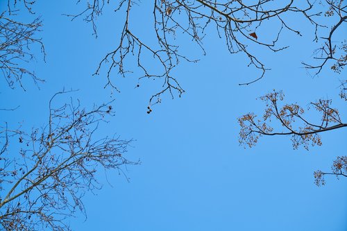 tree  branches  sky