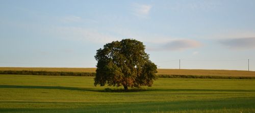 tree horizon grass