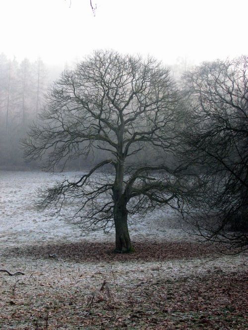 tree fog atmosphere