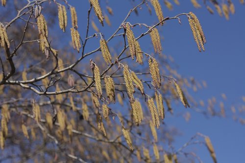 tree  park  plant