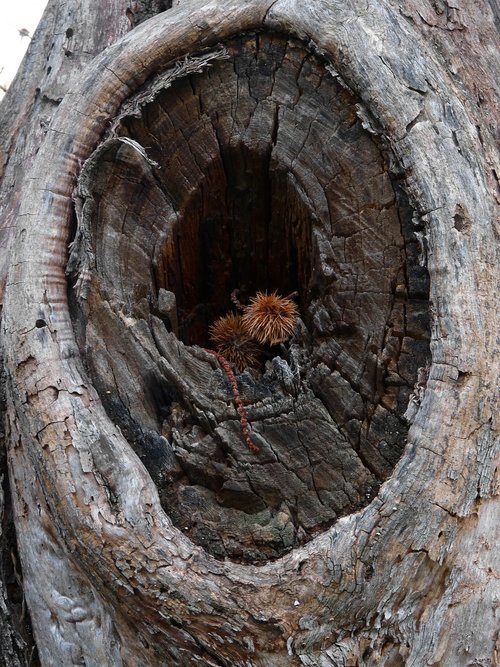 tree  wood  eye