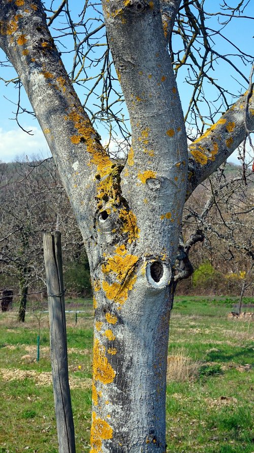 tree  bark  moss
