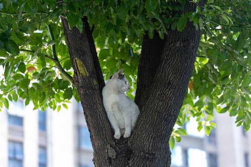 tree  cat  top