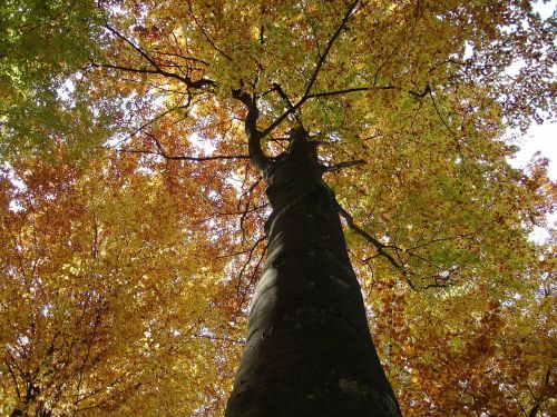 tree log autumn