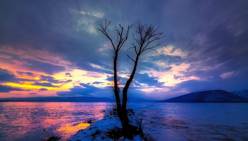 tree  lonely  lake