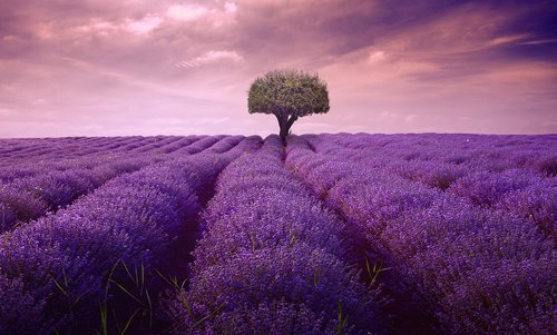 tree  lavender  lonely