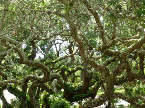 tree nature twisty