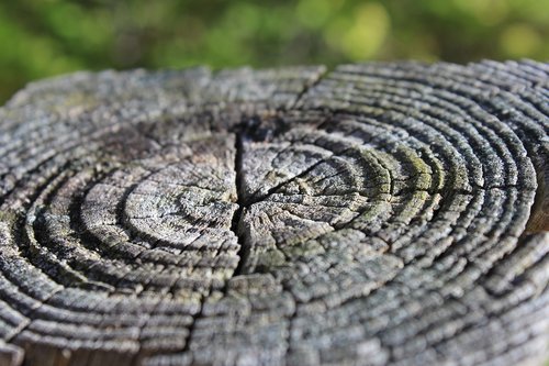 tree  life rings  wood