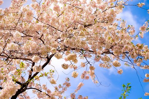 tree  spring  blossoms