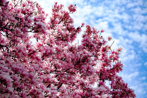 tree  blossom  magnolia