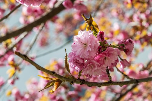 tree  pink  cherry