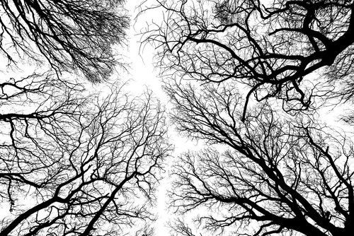 tree  branch  branches