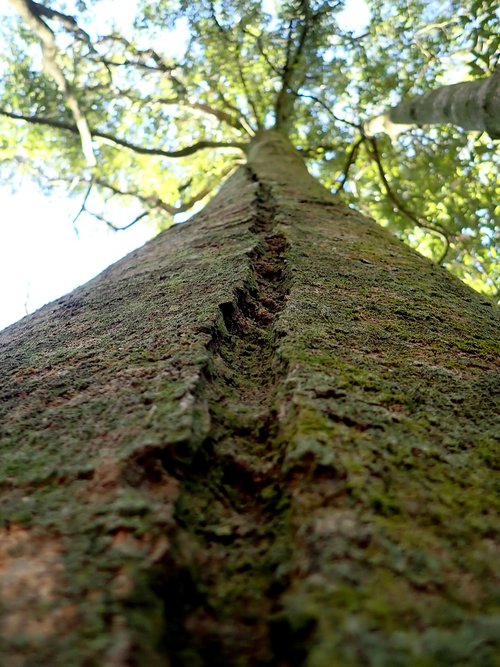 tree  trunk  groove