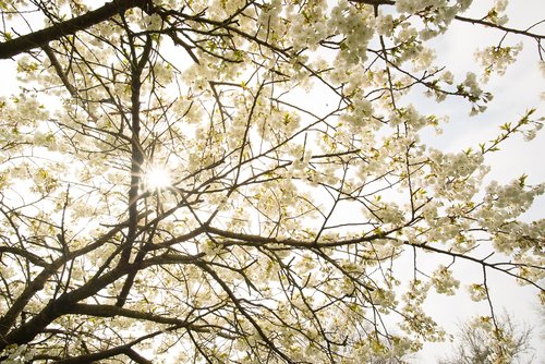 tree  blossom  sun