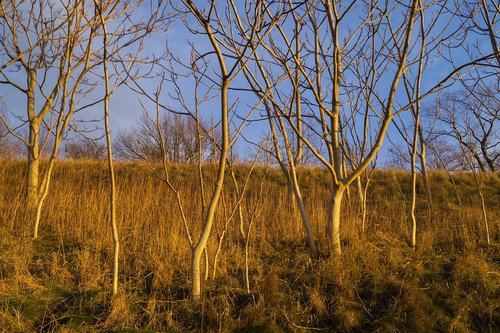 tree  sunset  yellow