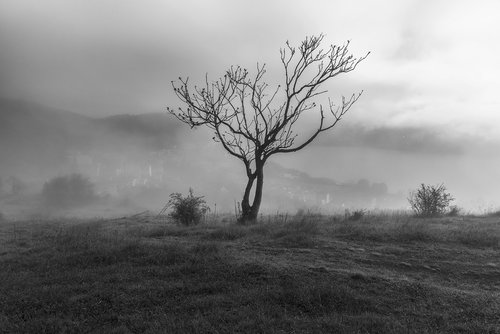 tree  fog  kastoria