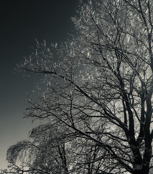 tree  winter  night