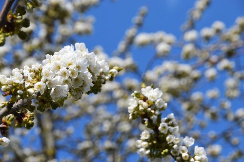 tree  flower  white