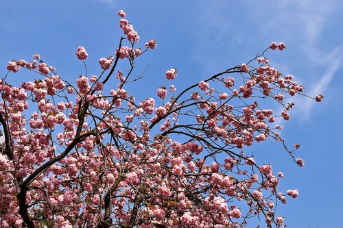 tree  cherry  spring