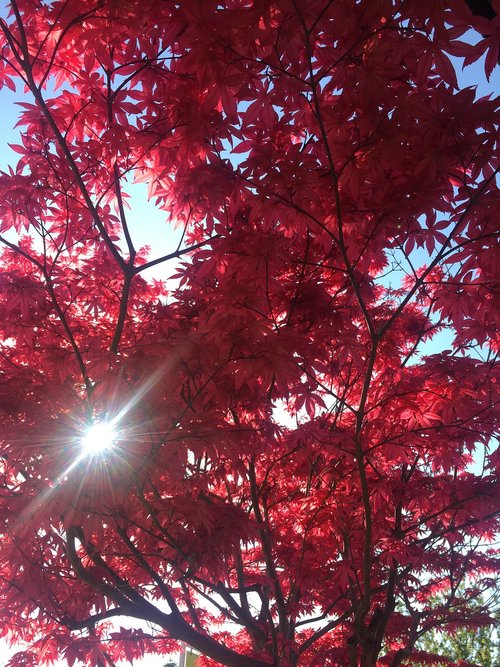 tree  red  nature