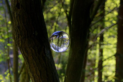 tree  forest  glass ball