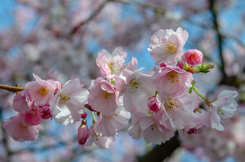 tree  flower  spring