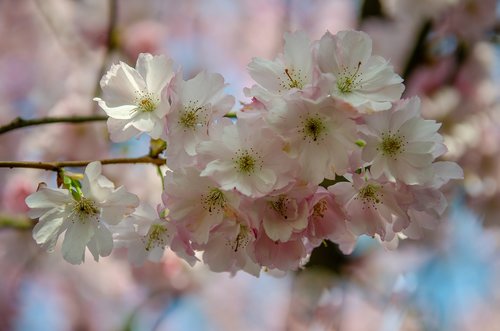 tree  flower  spring