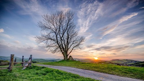 tree  sunset  landscape