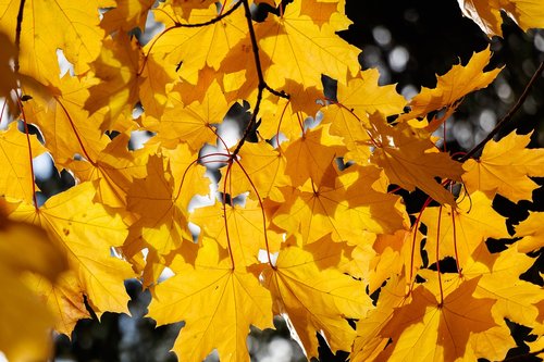 tree  leaves  autumn