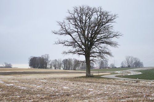 tree  landscape  field