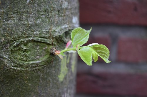 tree  nature  growing