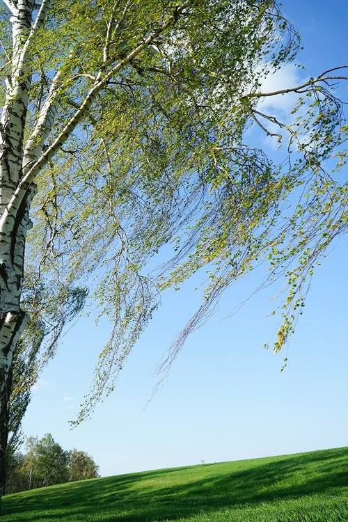 tree  willow  nature