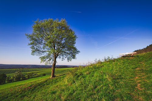 tree  sky  horizon