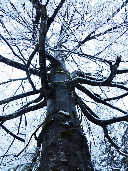 tree  forest  winter