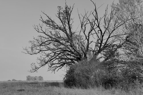 tree  solitérny  oak