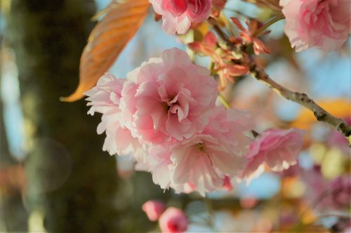 tree  cherry  spring