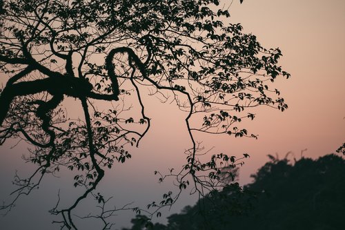 tree  landscape  travel