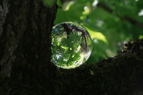 tree  green  glass ball