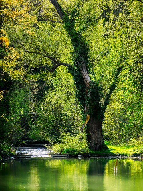 tree  spring  water