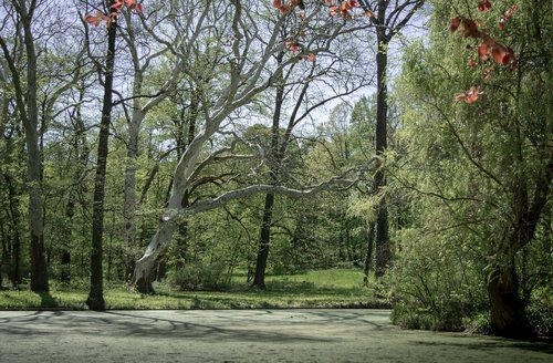 tree  arboretum  spring