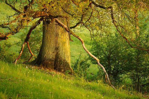 tree  green  forest