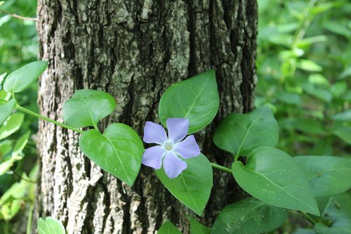 tree  flower  forest